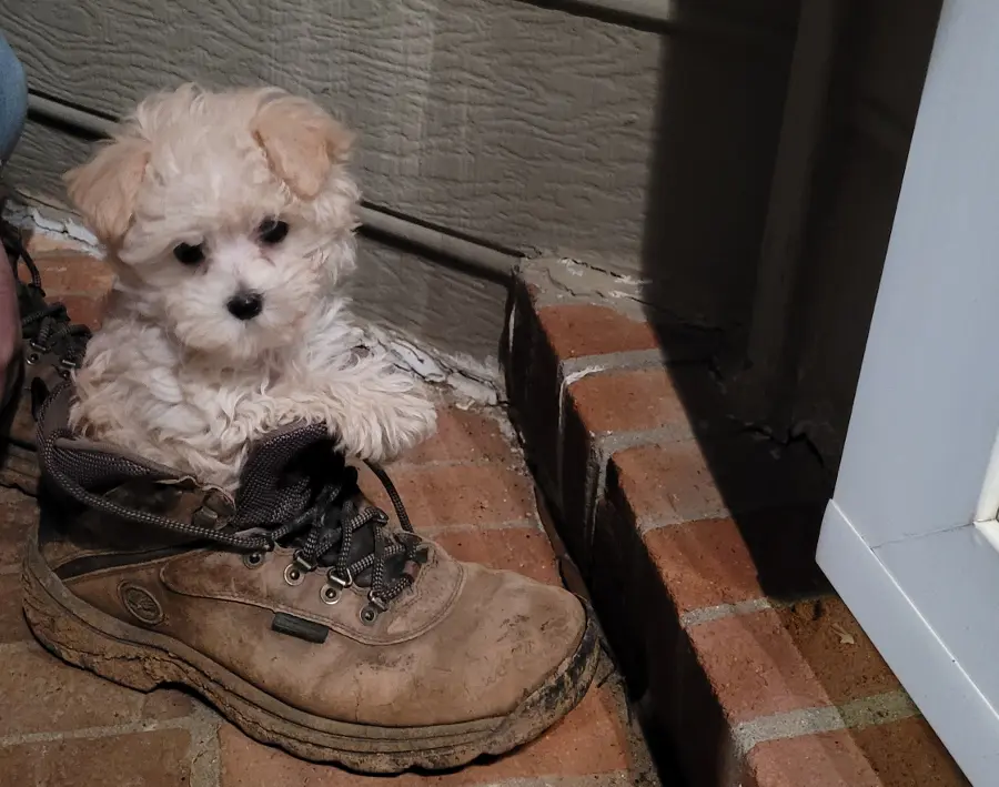 A small white dog sitting in a boot